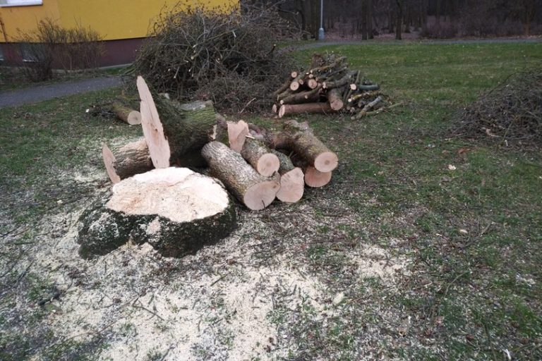 Kde chce město kácet stromy?